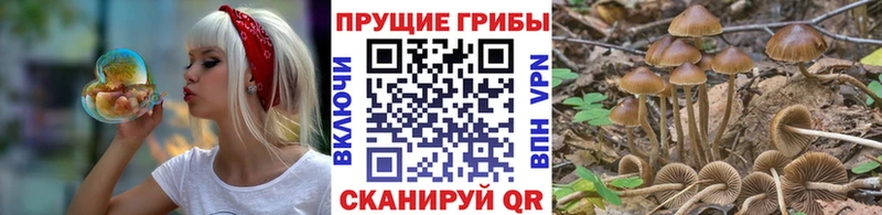 Псилоцибиновые грибы прущие грибы  OMG онион  Светлогорск  сайты даркнета как зайти  закладка 